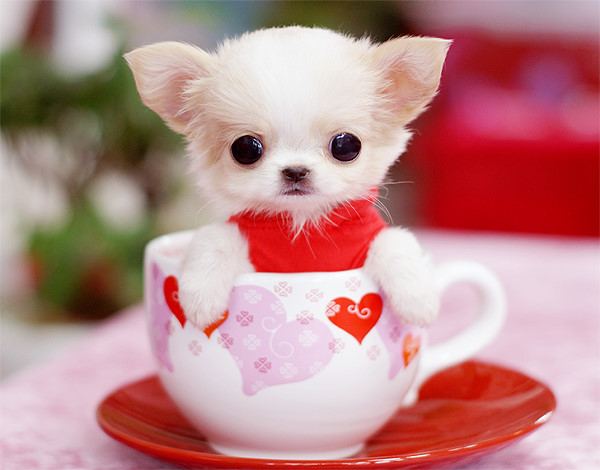 【】很可爱的茶杯犬,真想有一只!